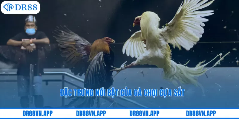 Đặc trưng nổi bật của gà chọi cựa sắt