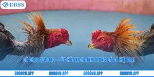 Gà Chọi Cựa Dao – Sức Hút Kịch Tính Trong Đá Gà Hiện Đại