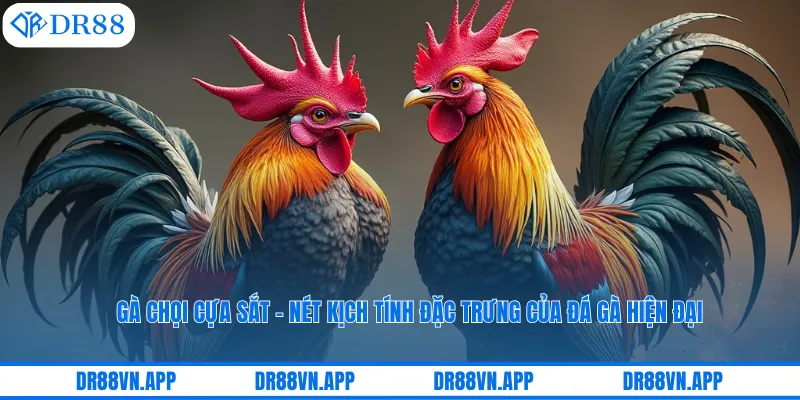 Gà Chọi Cựa Sắt – Nét Kịch Tính Đặc Trưng Của Đá Gà Hiện Đại