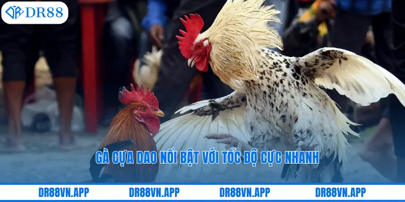 Gà cựa dao nổi bật với tốc độ cực nhanh