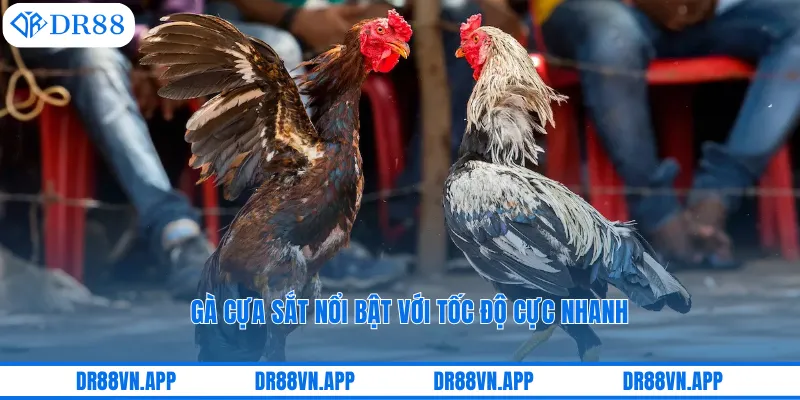 Gà cựa sắt nổi bật với tốc độ cực nhanh