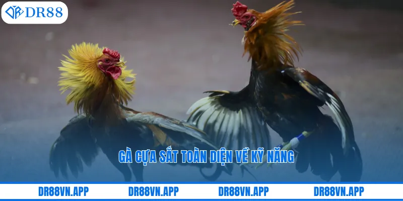 Gà cựa sắt toàn diện về kỹ năng