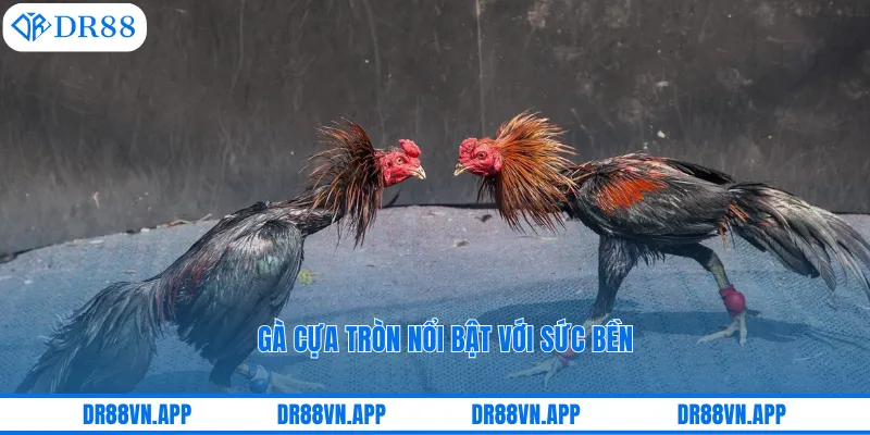 Gà cựa tròn nổi bật với sức bền